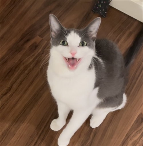 TOMPKINS, an adoptable Domestic Short Hair in Santa Fe, NM