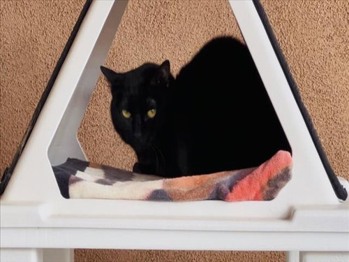 ANGEL, an adoptable Domestic Short Hair in Santa Fe, NM