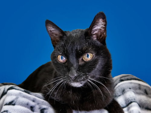 picture of the cat needing adoption