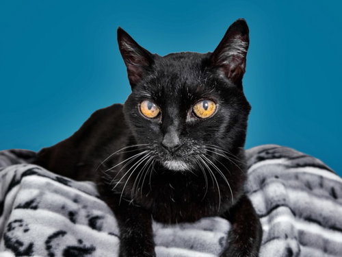 picture of the cat needing adoption