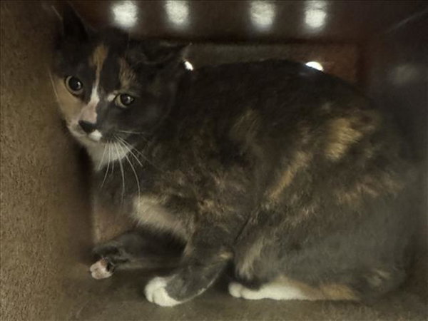 YZMA