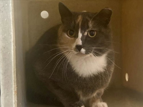 picture of the cat needing adoption