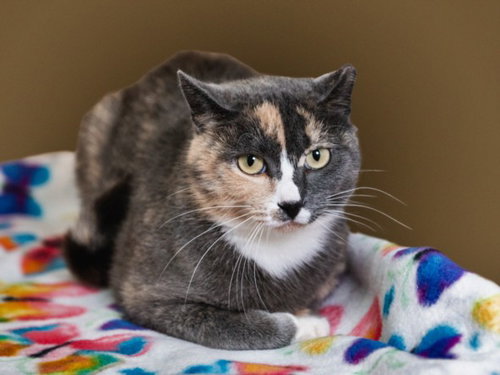 YZMA, an adoptable Domestic Short Hair in Santa Fe, NM