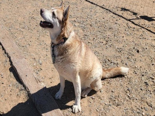 picture of the dog needing adoption
