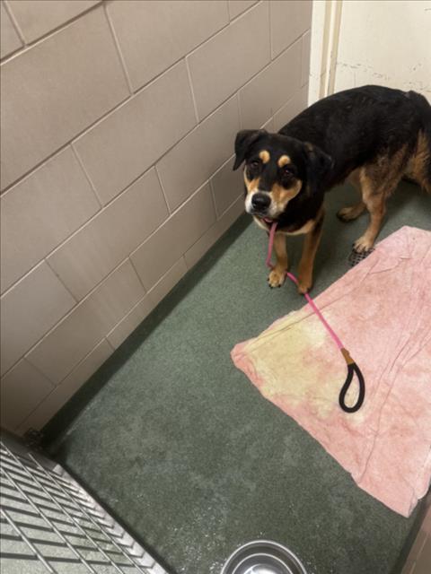 picture of the dog needing adoption