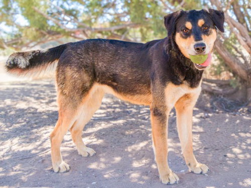 MORTICIA, an adoptable German Shepherd Dog in Santa Fe, NM