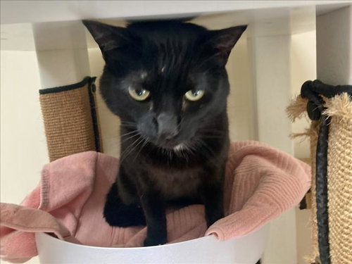 picture of the cat needing adoption