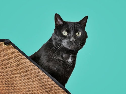 DELILAH, an adoptable Domestic Short Hair in Santa Fe, NM
