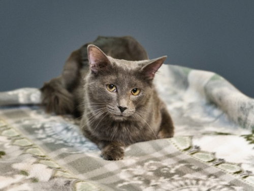 ECHO, an adoptable Domestic Long Hair in Santa Fe, NM