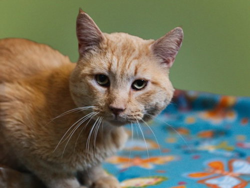 TIGER, an adoptable Domestic Short Hair in Santa Fe, NM