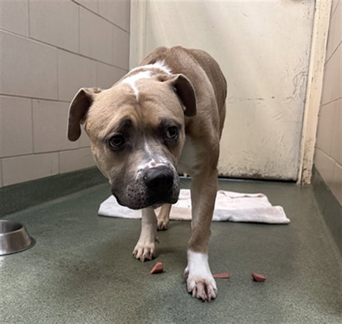 DRAKE, an adoptable American Pit Bull Terrier in Santa Fe, NM