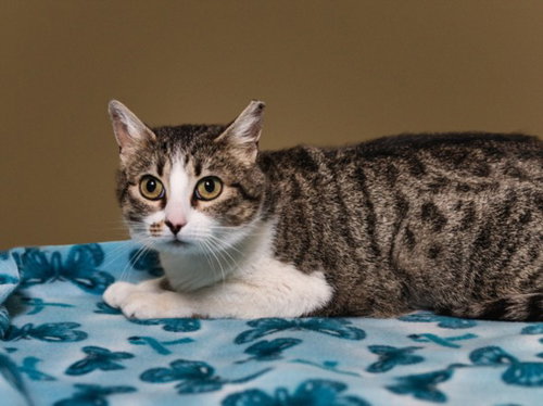 MARIPOSA, an adoptable Domestic Short Hair in Santa Fe, NM