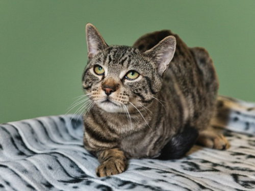HORATIO, an adoptable Domestic Short Hair in Santa Fe, NM