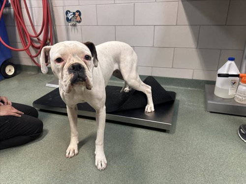 JILLY, an adoptable Boxer in Santa Fe, NM