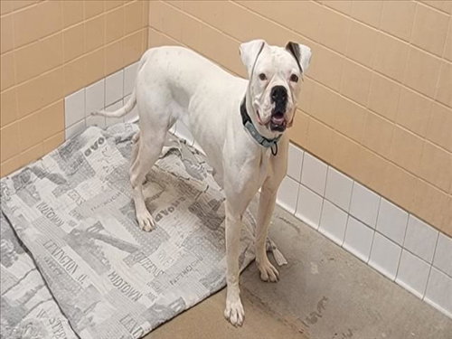 picture of the dog needing adoption