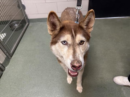 KOTA, an adoptable Husky in Santa Fe, NM