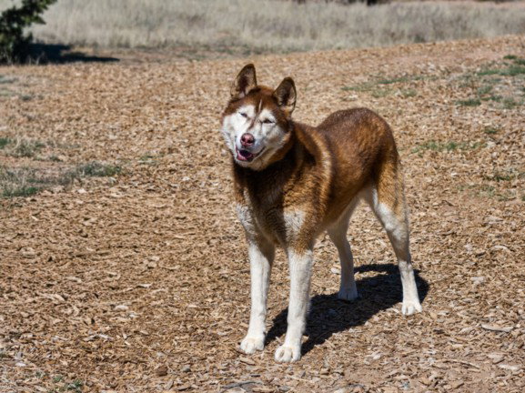 KOTA