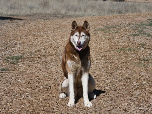 KOTA, an adoptable Husky in Santa Fe, NM