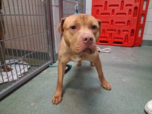 RUSTY, an adoptable American Pit Bull Terrier in Santa Fe, NM