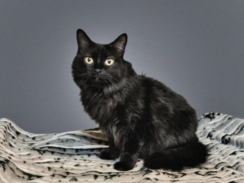 LOLLYPOP, an adoptable Domestic Short Hair in Santa Fe, NM