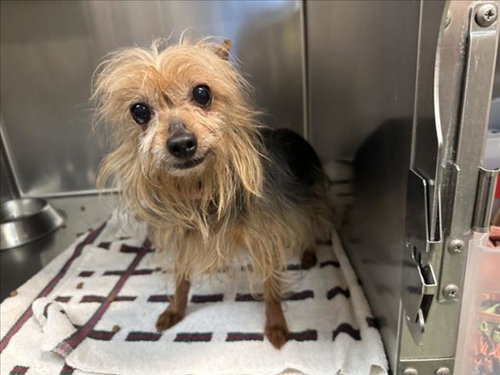 SHAKIRA, an adoptable Yorkshire Terrier Yorkie in Santa Fe, NM