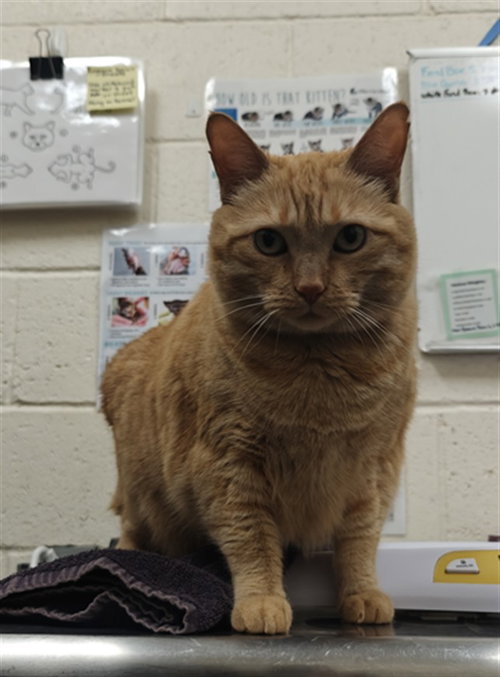 picture of the cat needing adoption