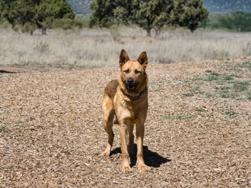 LION, an adoptable German Shepherd Dog in Santa Fe, NM
