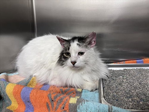 picture of the cat needing adoption