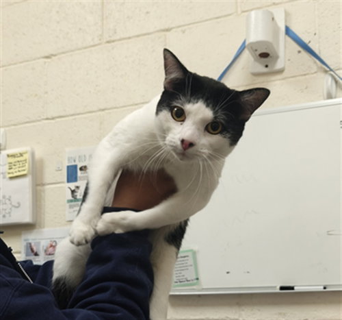 picture of the cat needing adoption