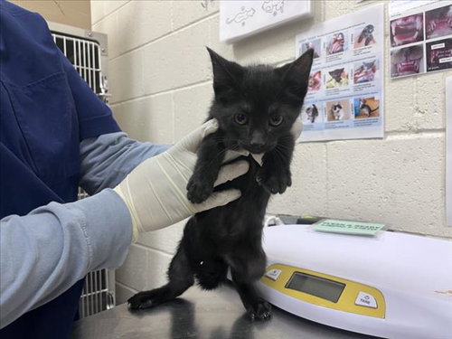 picture of the cat needing adoption