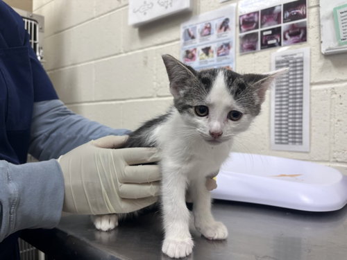 picture of the cat needing adoption