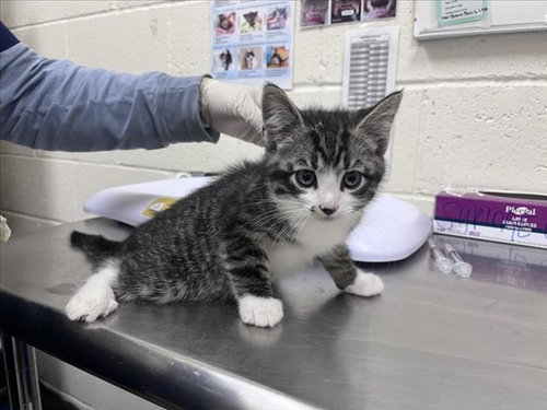 picture of the cat needing adoption