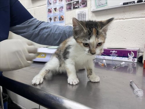 picture of the cat needing adoption