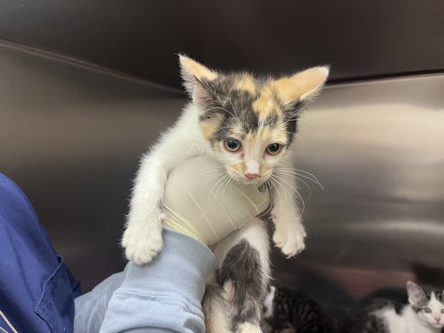 picture of the cat needing adoption