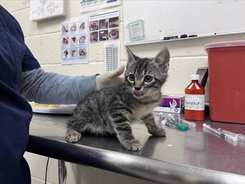 picture of the cat needing adoption