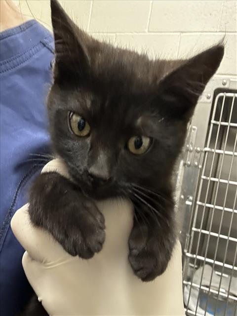 picture of the cat needing adoption