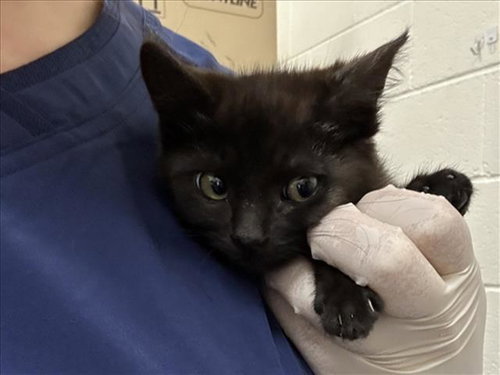 picture of the cat needing adoption