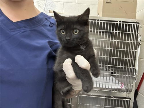 picture of the cat needing adoption