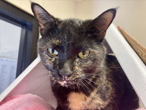 BELLE, an adoptable Domestic Short Hair in Santa Fe, NM