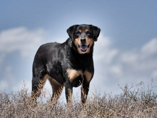 AZIEL, an adoptable Rottweiler in Santa Fe, NM