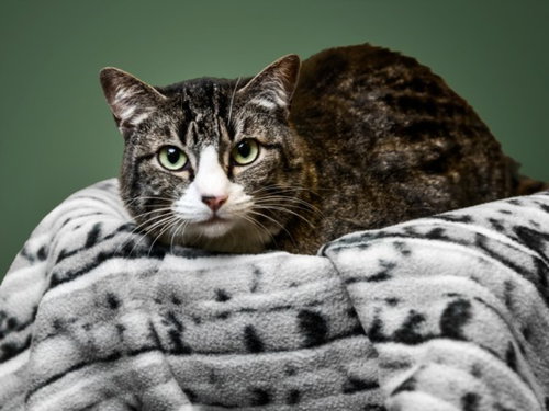 WALNUT, an adoptable Domestic Short Hair in Santa Fe, NM