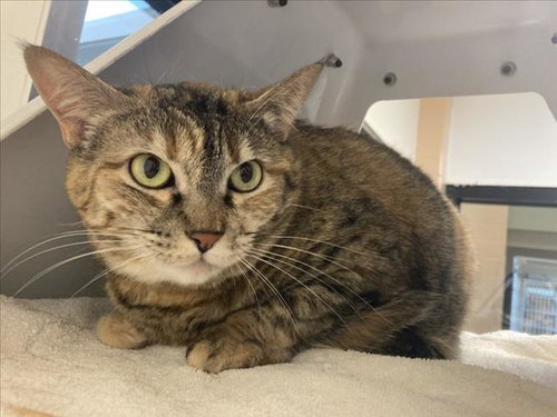 YOTE, an adoptable Domestic Medium Hair in Santa Fe, NM