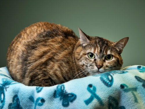 YOTE, an adoptable Domestic Medium Hair in Santa Fe, NM