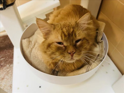 BUENO, an adoptable Domestic Short Hair in Santa Fe, NM