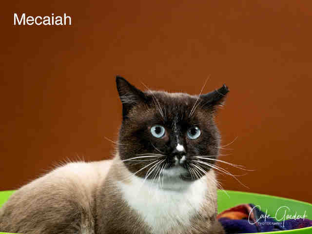 MECAIAH
