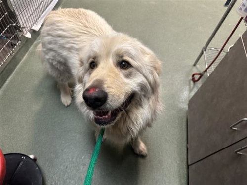 CLOUD, an adoptable Great Pyrenees in Santa Fe, NM