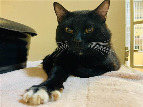 KUROO, an adoptable Domestic Short Hair in Santa Fe, NM