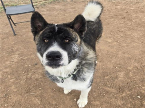 BORIS, an adoptable Akita in Santa Fe, NM