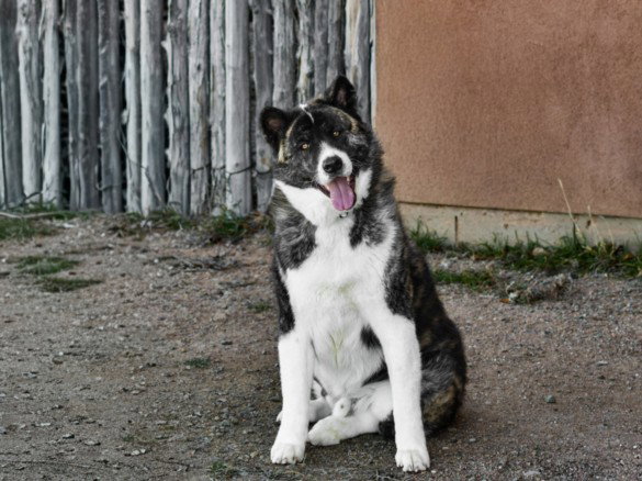BORIS