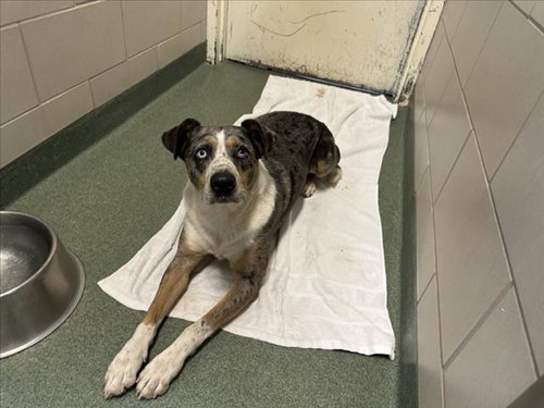 TYSON, an adoptable Australian Shepherd in Santa Fe, NM